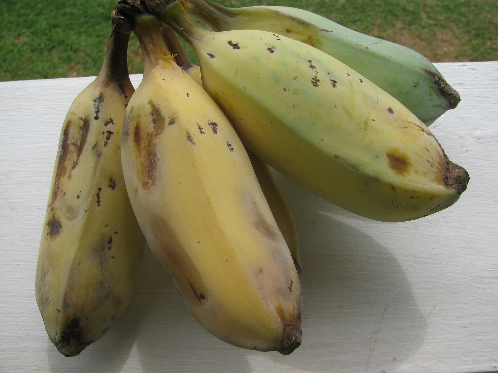 Bananas growing at Olinda, Maui