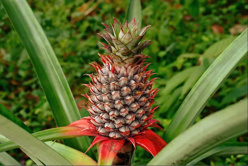 A pineapple growing