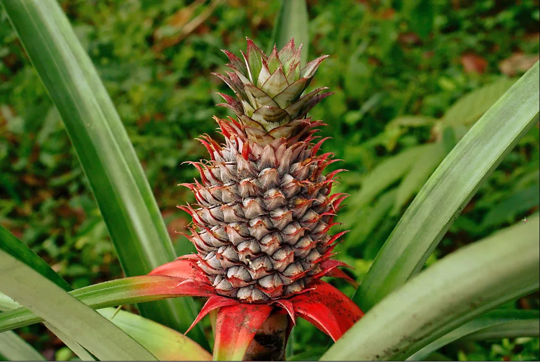 A pineapple growing