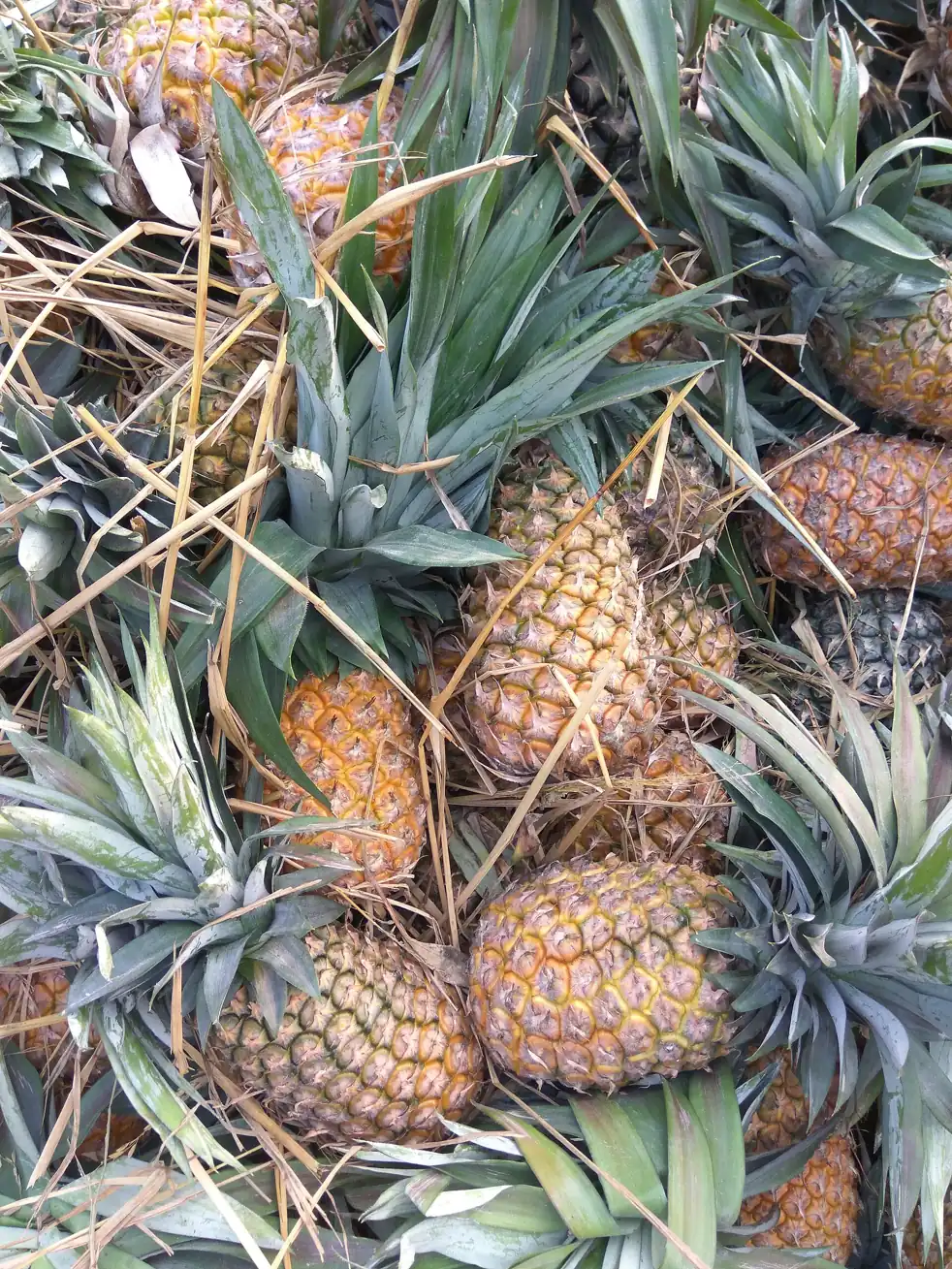 Pineapples in a field